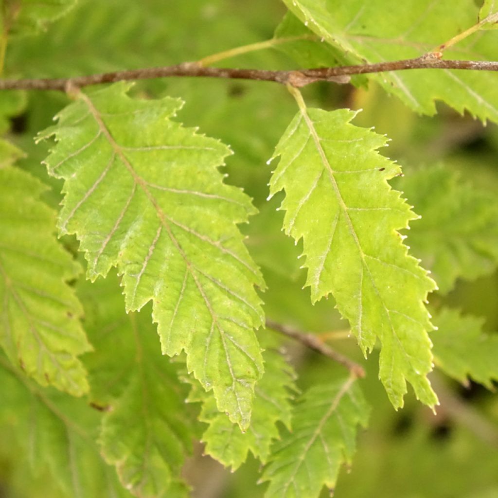 Carpinus betulus Quercifolia - Charme à feuilles de chêne