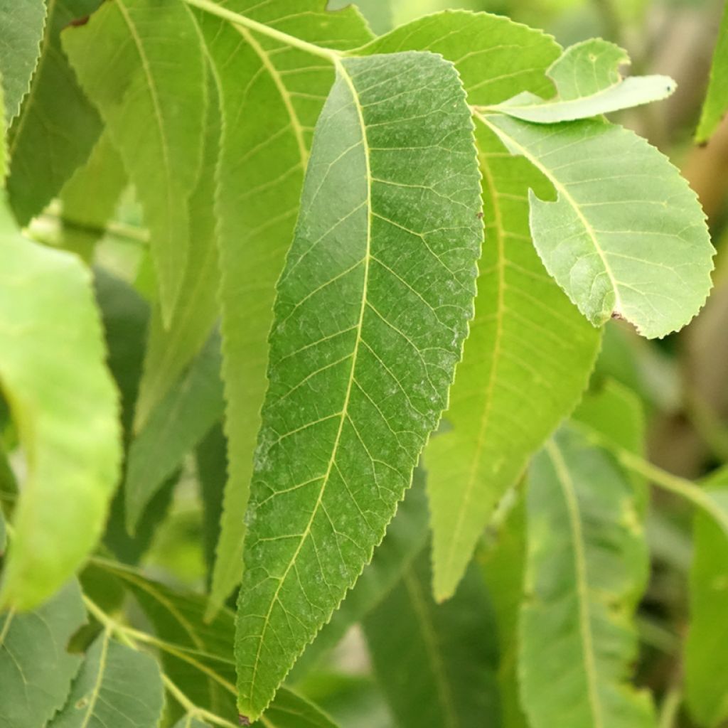 Carya illinoinensis Delmas - Noix de Pécan - Pacanier