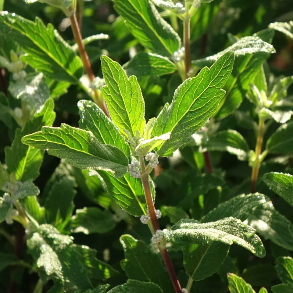 Caryopteris clandonensis Beyond Midnight - Spirée bleue