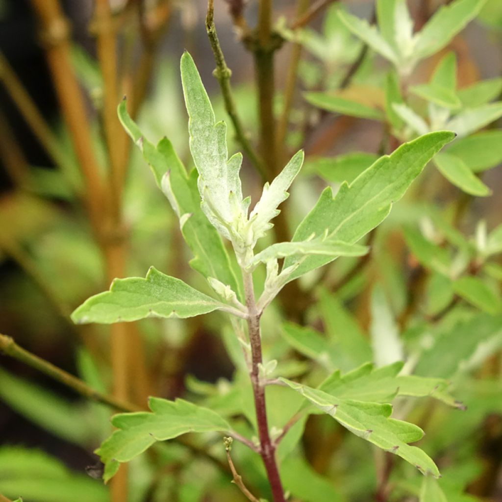 Caryopteris clandonensis Sterling Silver - Spirée bleue