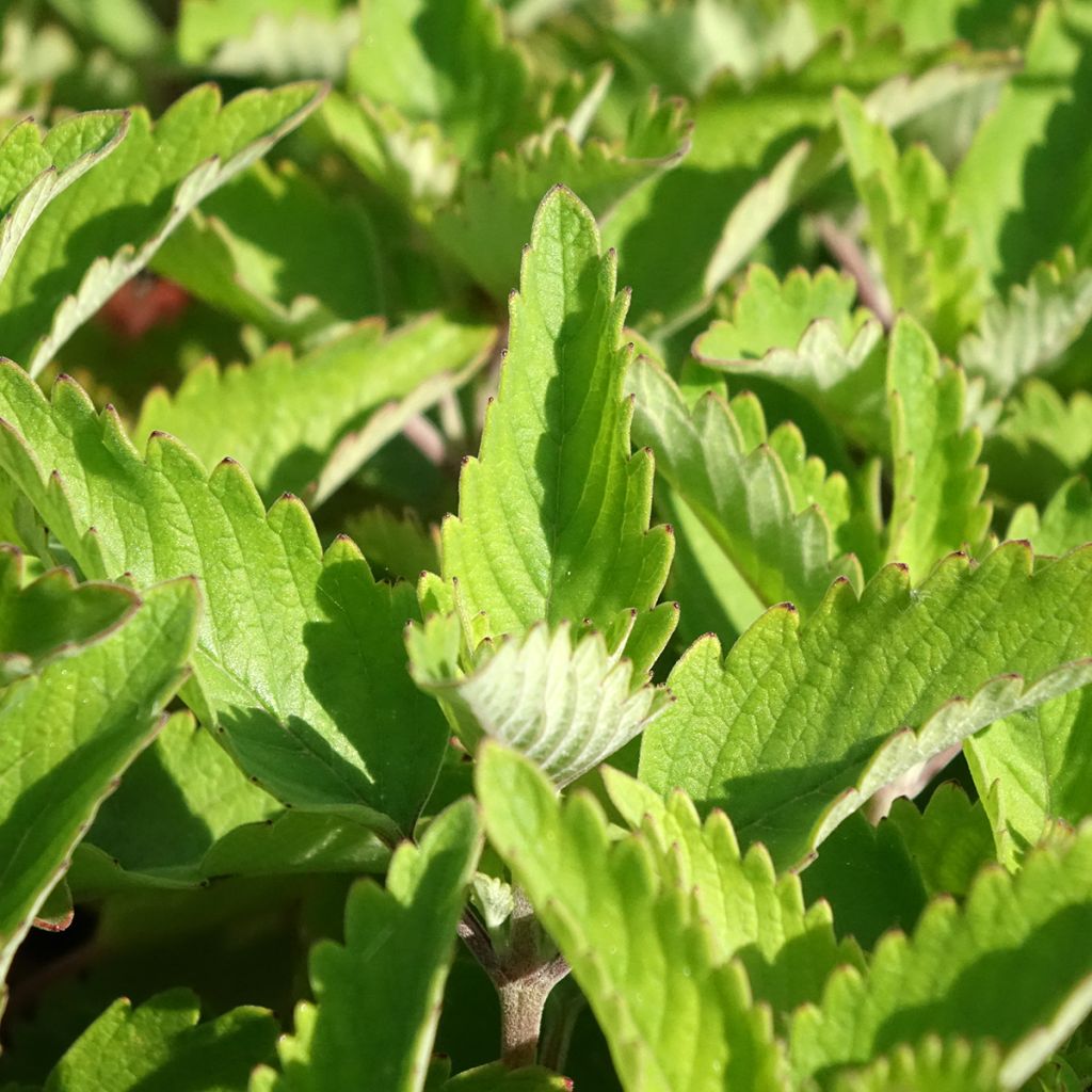 Caryopteris clandonnensis Pavilion Pink - Spirée bleue