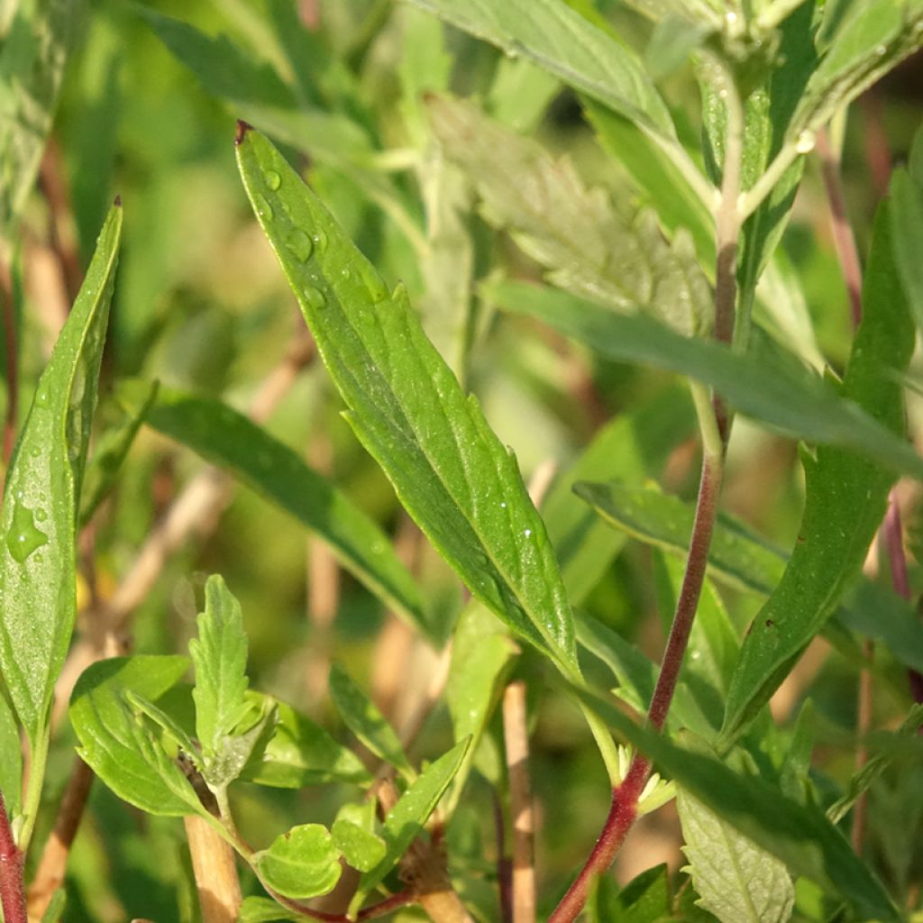 Caryopteris x clandonensis Blauer Spatz (Oiseau Bleu)