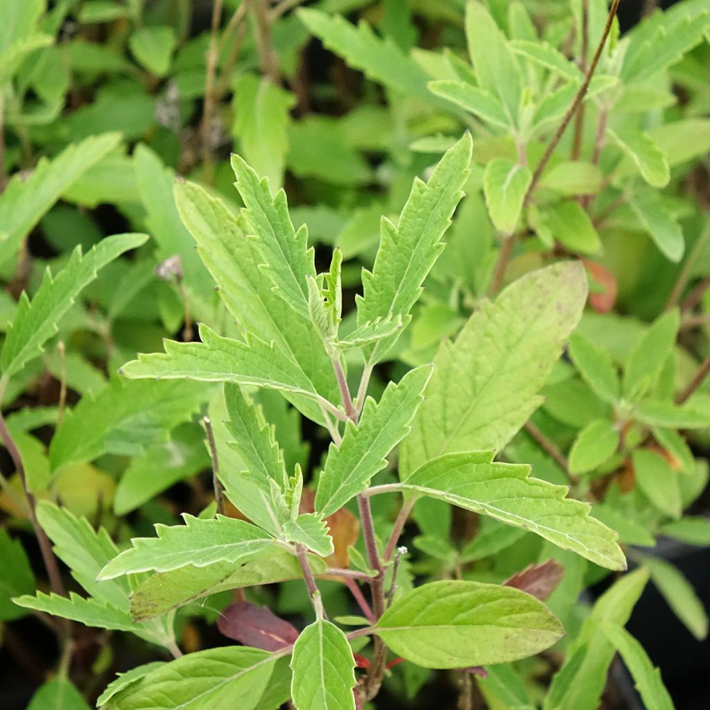 Caryopteris x clandonensis Camara Dark Blue - Spirée bleue