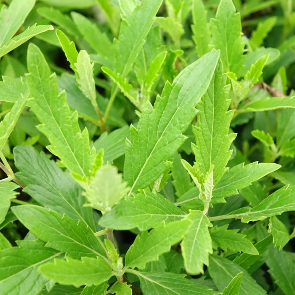 Caryopteris x clandonensis Camara Pink - Spirée bleue