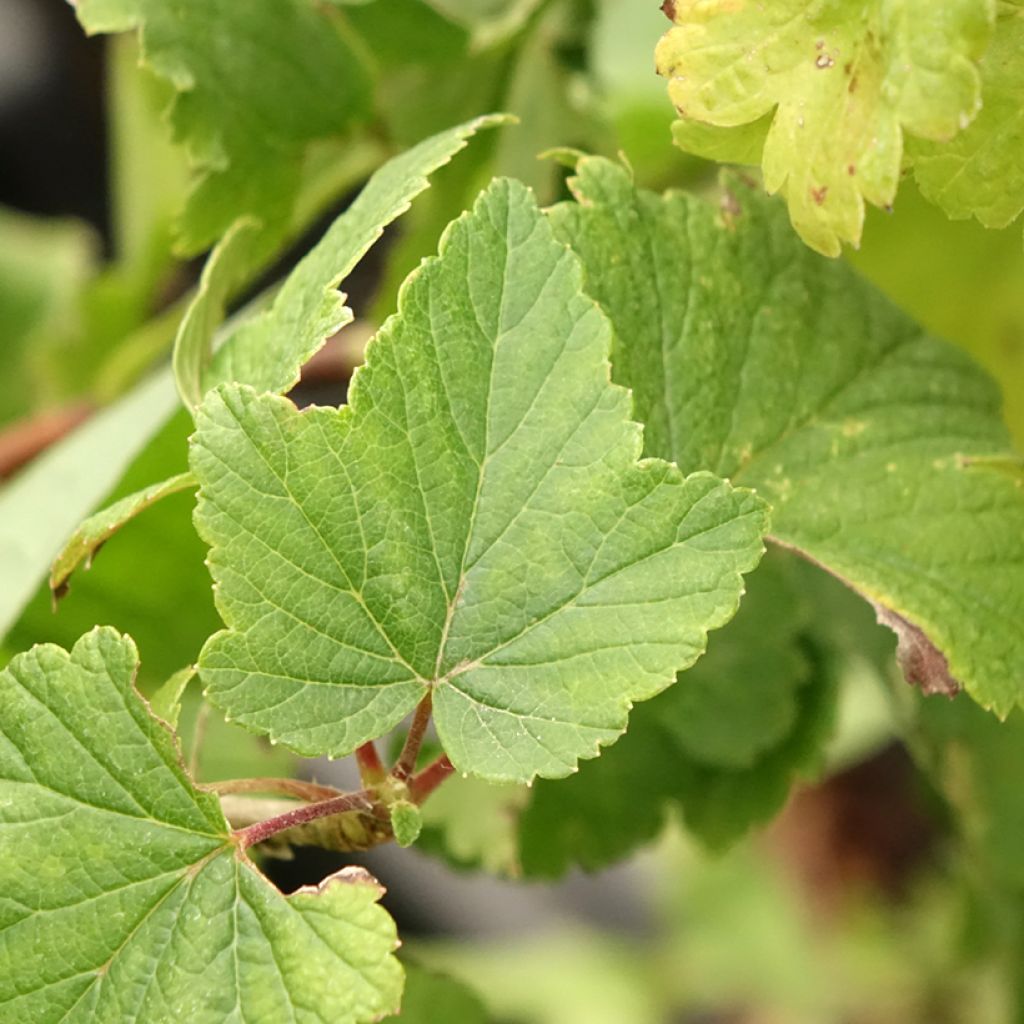 Casseiller Jostaberry - Ribes x nidigrolaria
