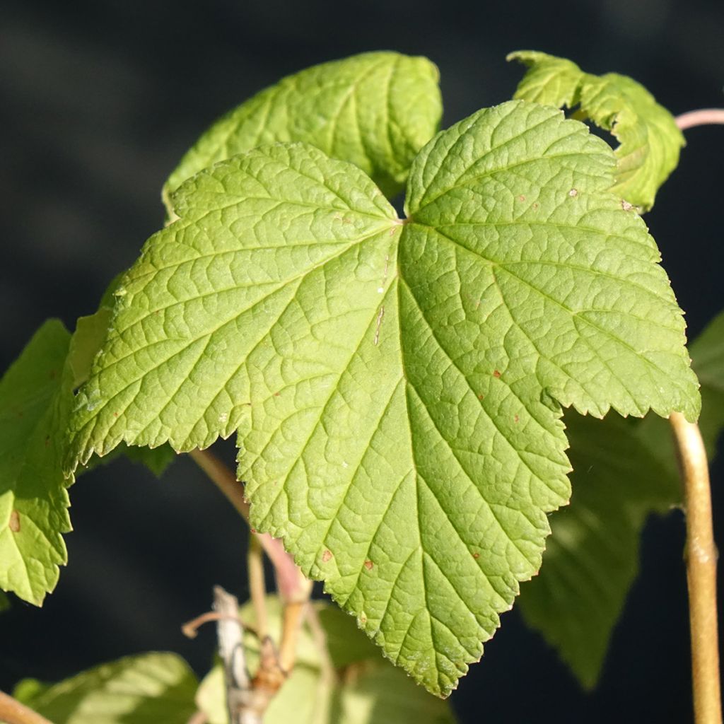 Cassissier Andega Bio