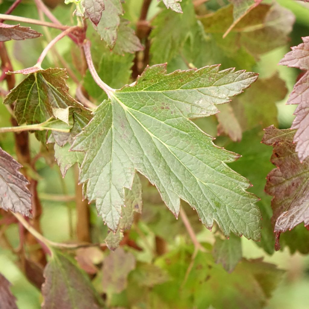 Cassissier Black'n Red Premiere - Ribes nigrum