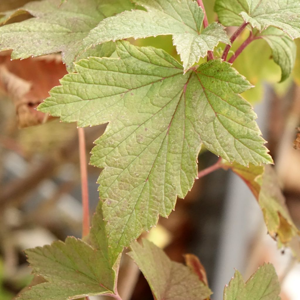 Cassissier Delbard Robusta - Ribes nigrum