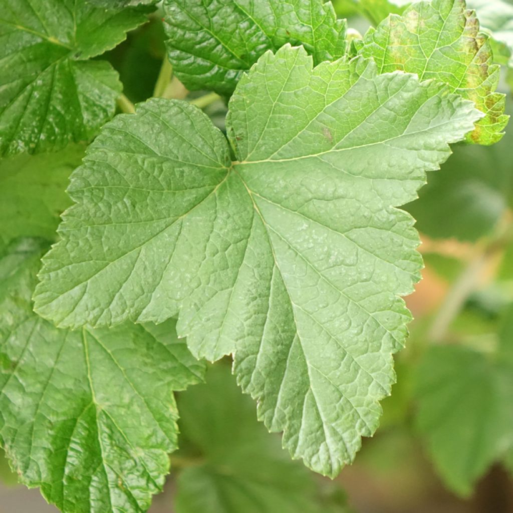 Cassissier Delbard Robusta - Ribes nigrum