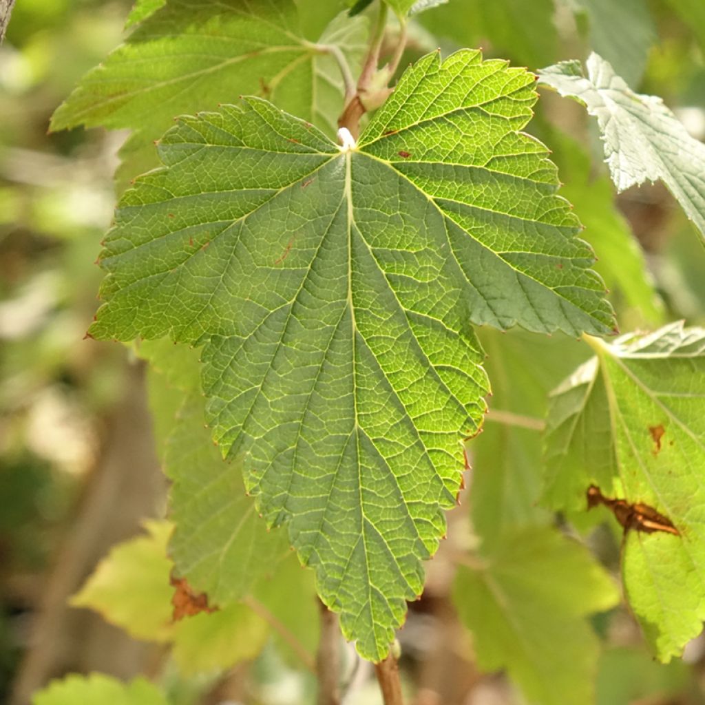 Cassissier Ojebyn - Ribes nigrum