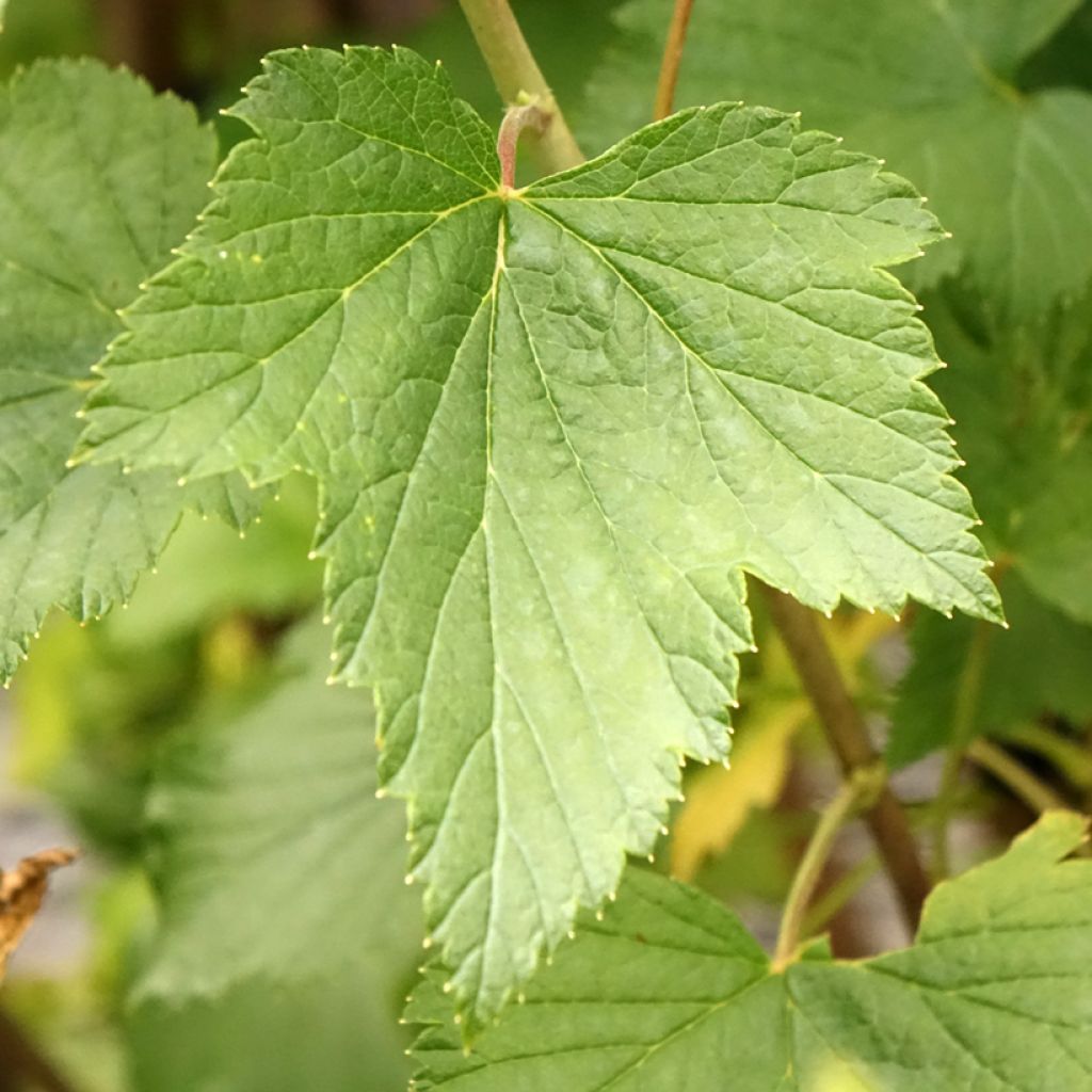 Cassissier Titania