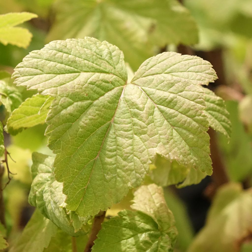 Cassissier Troll - Ribes nigrum