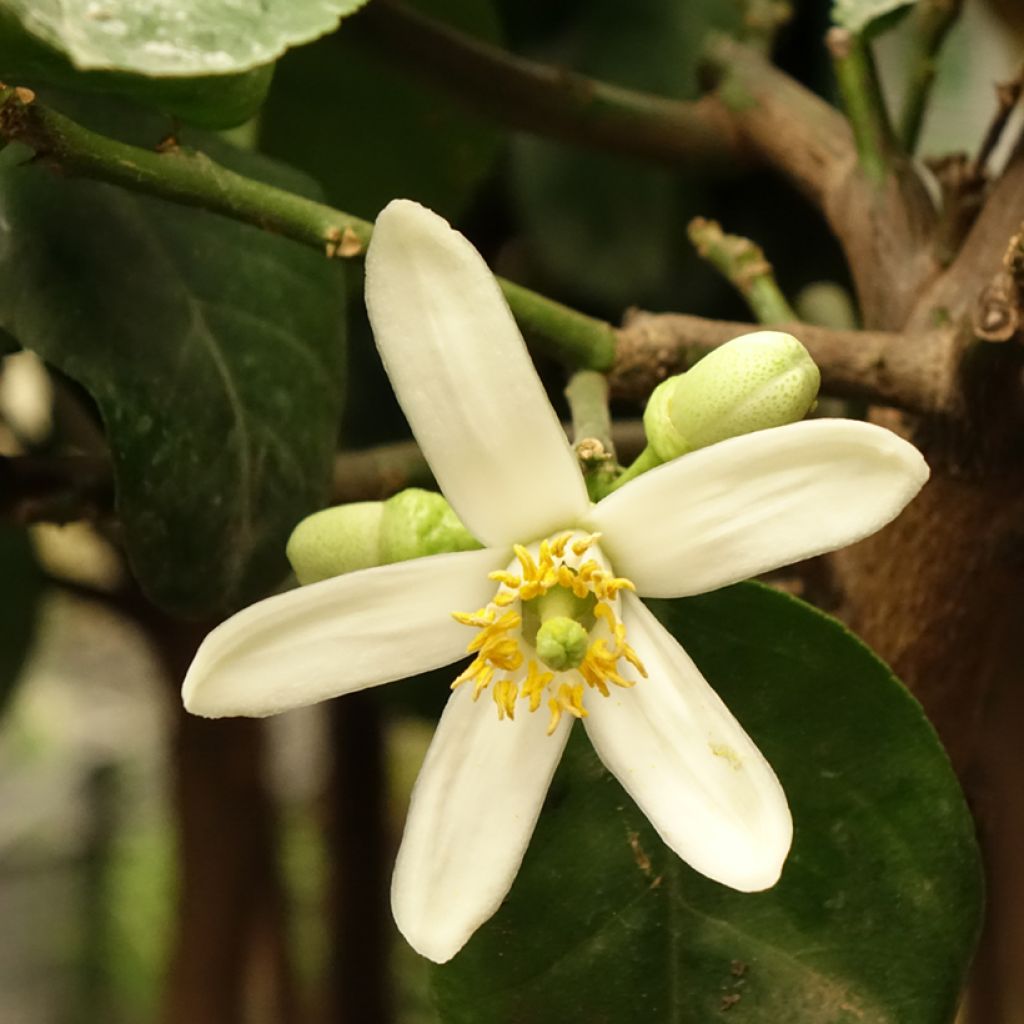 Cédratier - Citrus medica