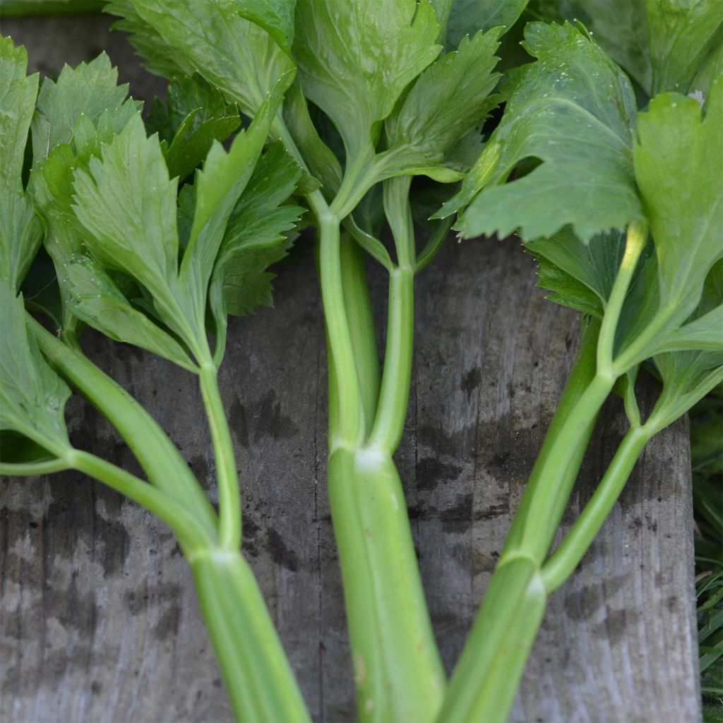Céleri A Couper AB - Ferme de Ste Marthe