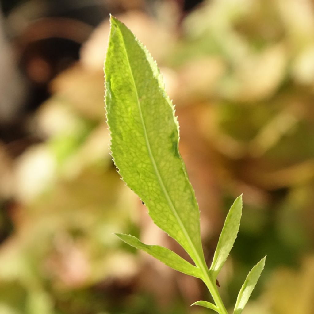 Centaurée, Centaurea ruthenica