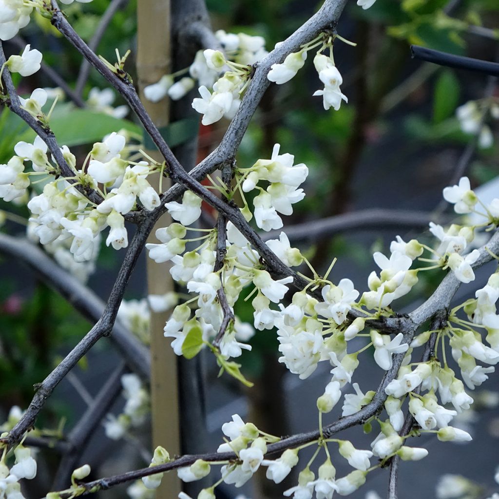 Cercis canadensis Vanilla Twist - Gainier du Canada pleureur blanc