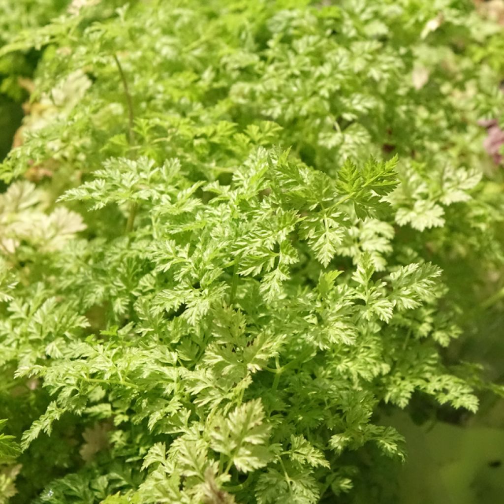 Cerfeuil commun en plants - Anthriscus cerefolium