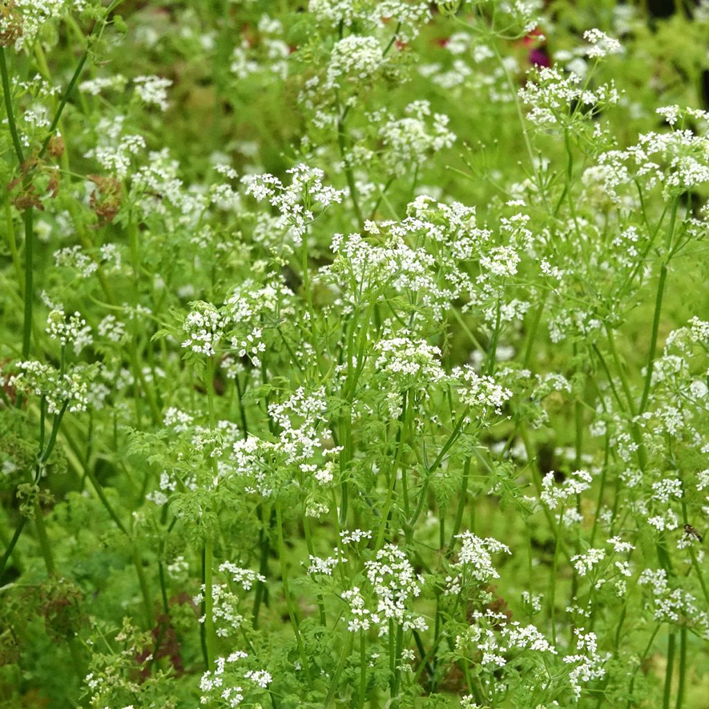 Cerfeuil commun en plants - Anthriscus cerefolium
