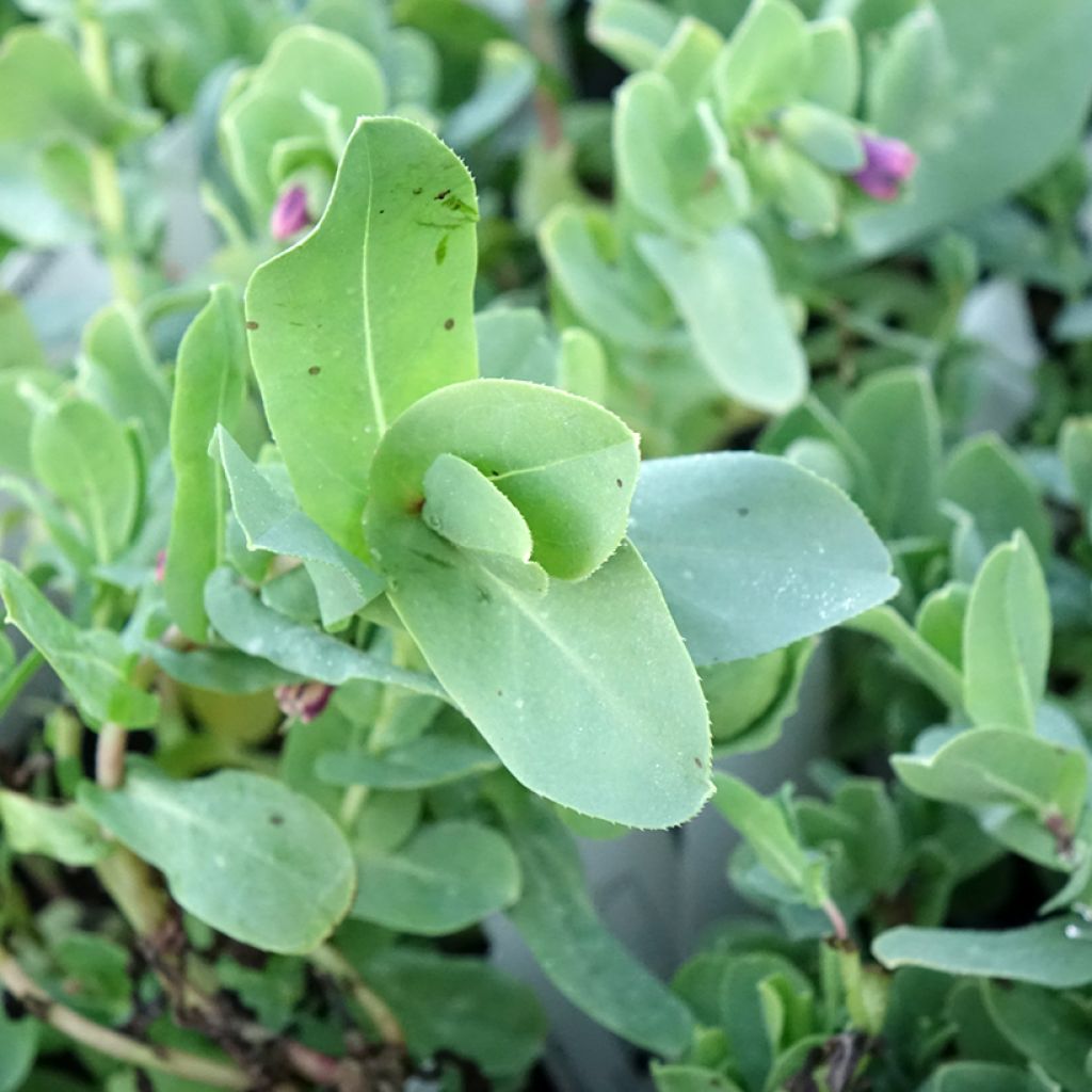 Cerinthe glabra - Cérinthe glabre