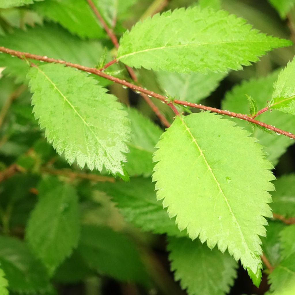 Cerisier à fleurs du Japon nain - Prunus incisa Mikinori