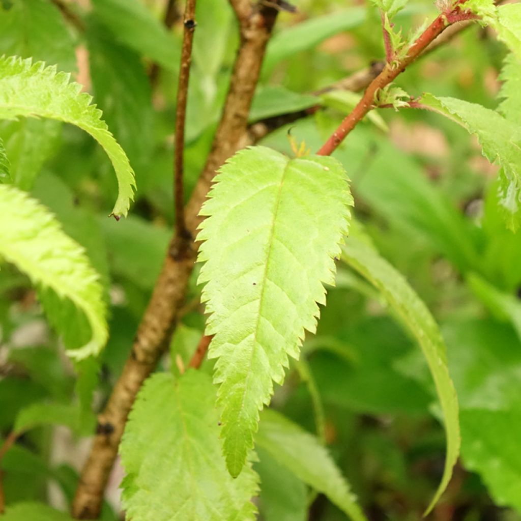 Cerisier à fleurs du Japon nain - Prunus incisa Oshidori