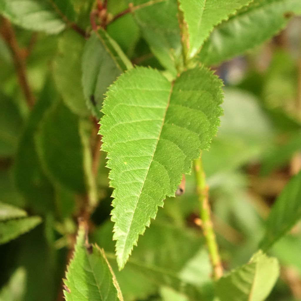 Cerisier à fleurs du Japon nain - Prunus incisa Paean