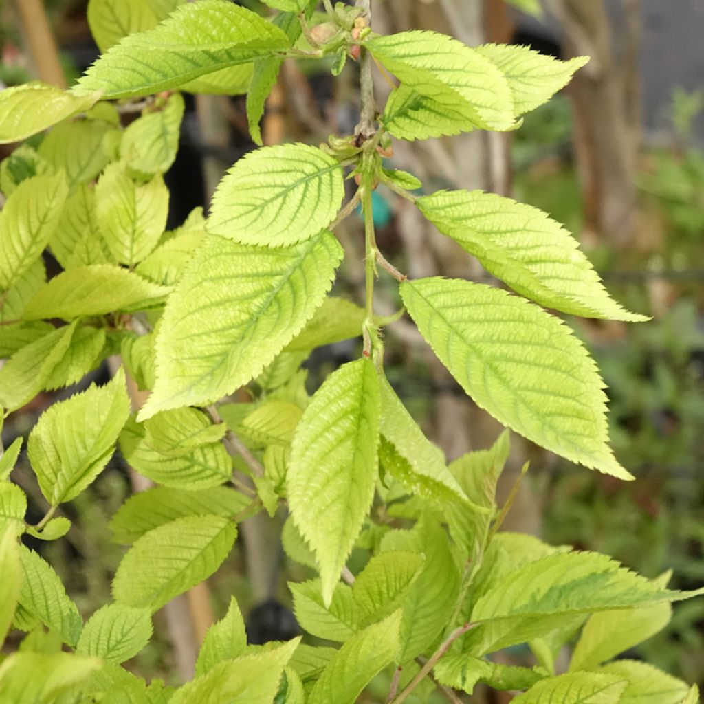 Cerisier à fleurs du Japon - Prunus incisa Frilly Frock