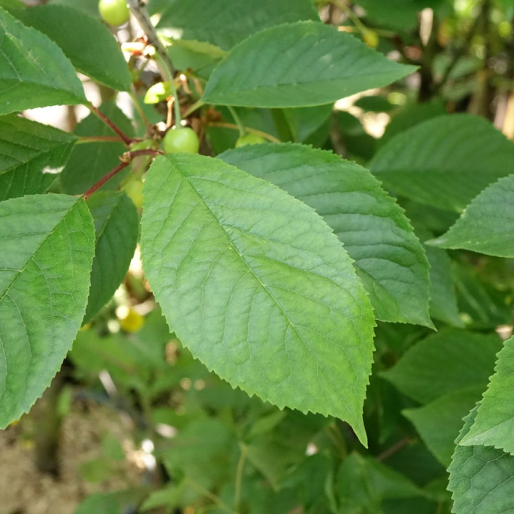 Cerisier Anglaise Hâtive - Prunus cerasus