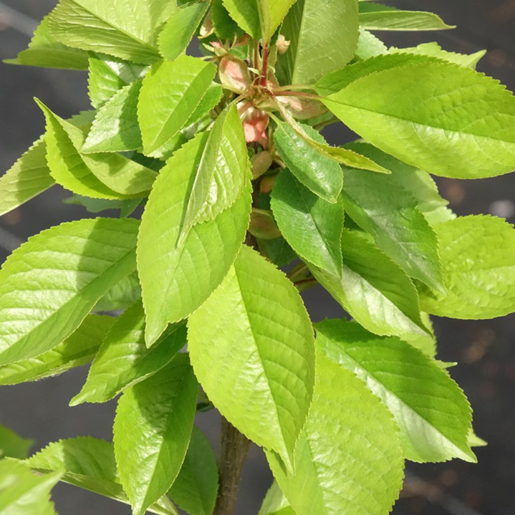 Cerisier Anglaise Hâtive - Prunus cerasus