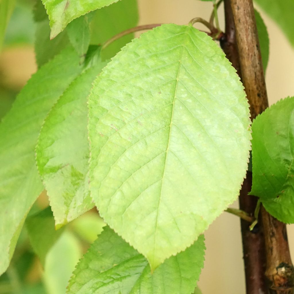 Cerisier colonnaire Hong Kong - Prunus cerasus