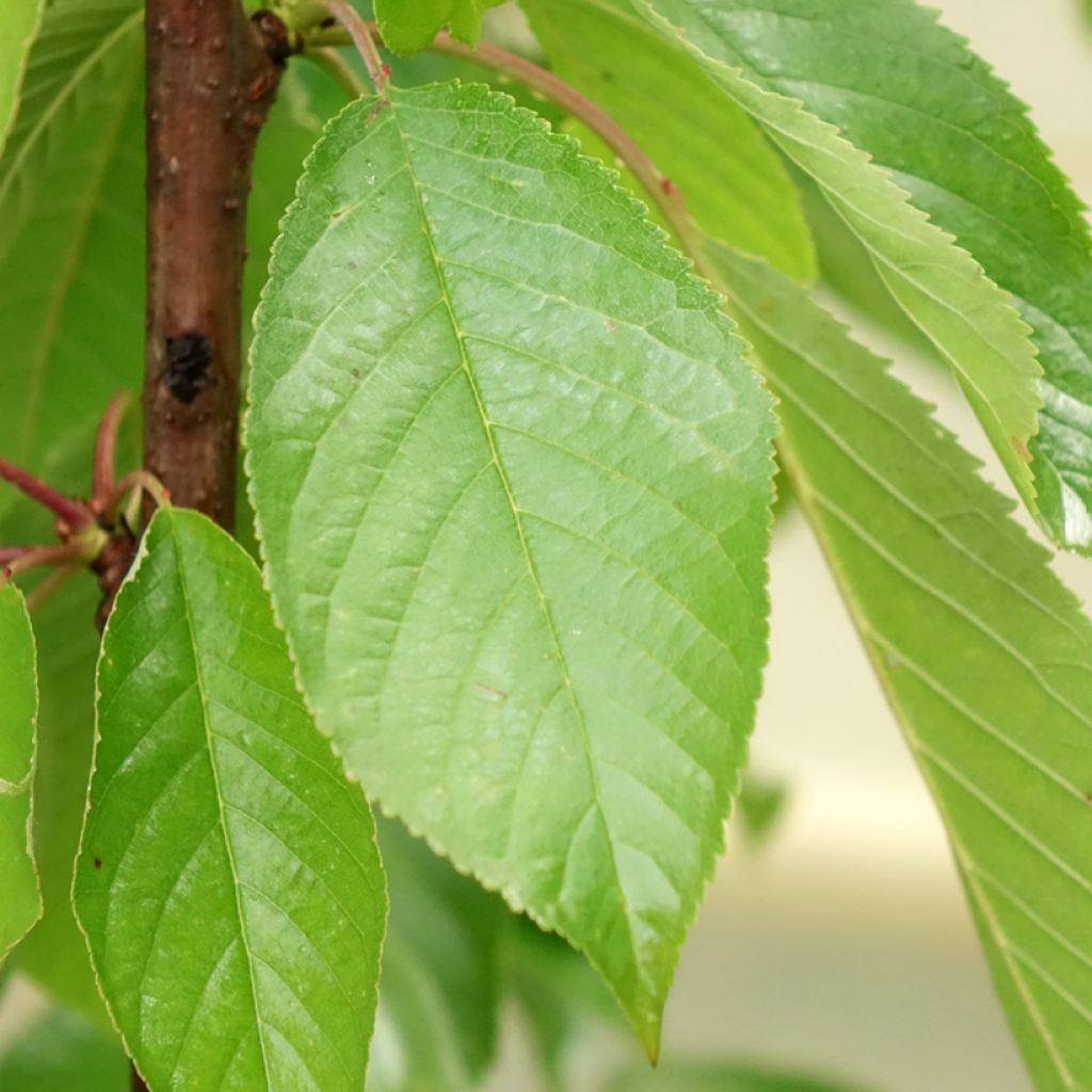 Cerisier colonnaire Shangai - Prunus cerasus