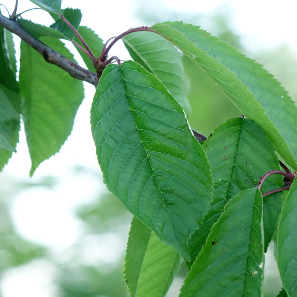 Cerisier Kordia - Prunus avium
