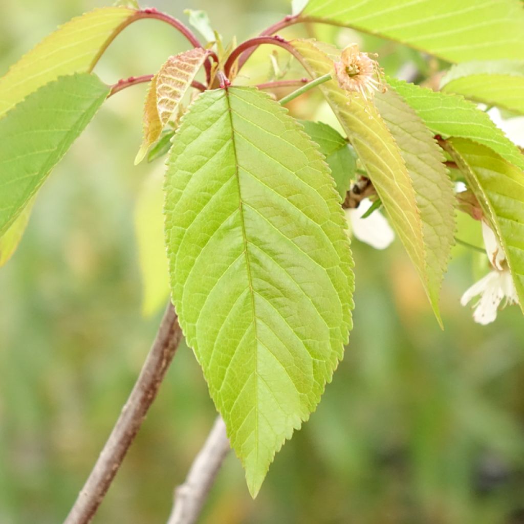 Cerisier Kunzego ou Kunzes Kirche - Prunus avium 