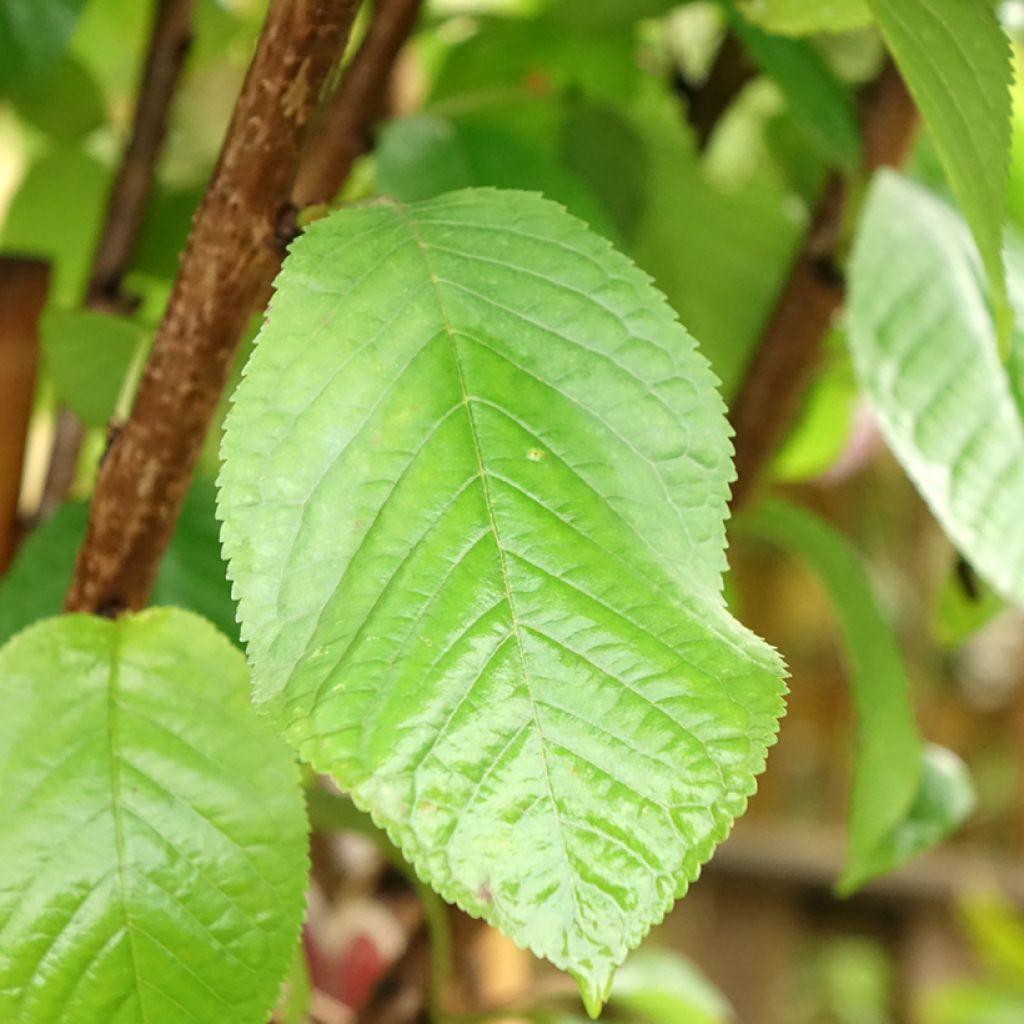 Cerisier Schneiders Späte Knorpelkirsche - Prunus avium 