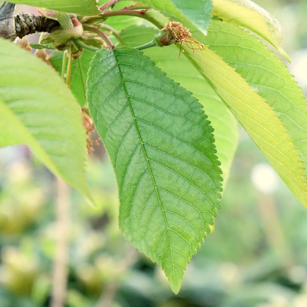 Cerisier Staccato - Prunus avium