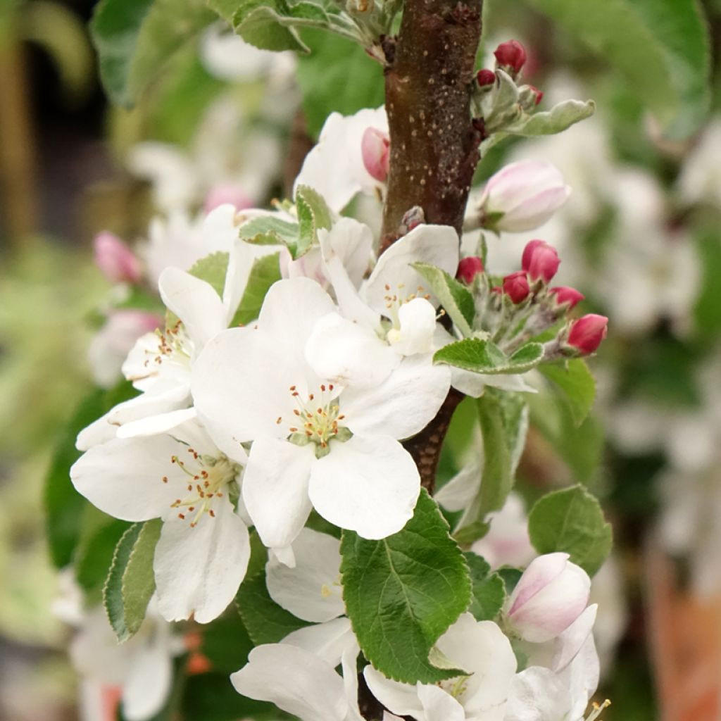 Cerisier Staccato - Prunus avium