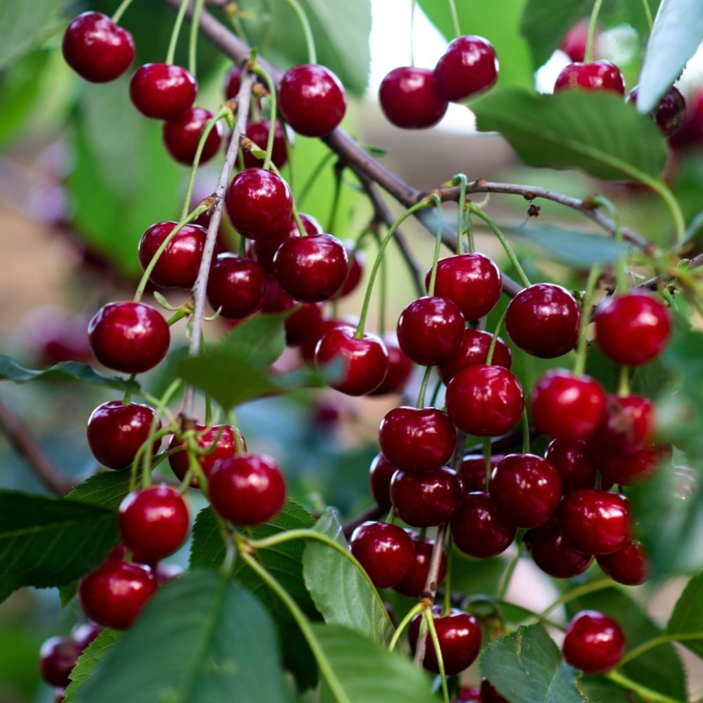 Cerisier nain Garden Bing