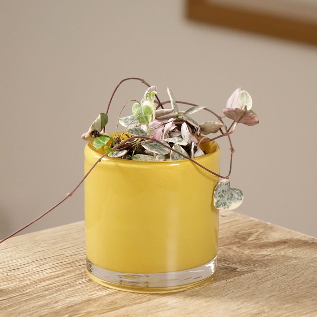 Ceropegia woodii Variegata - Chaîne des coeurs