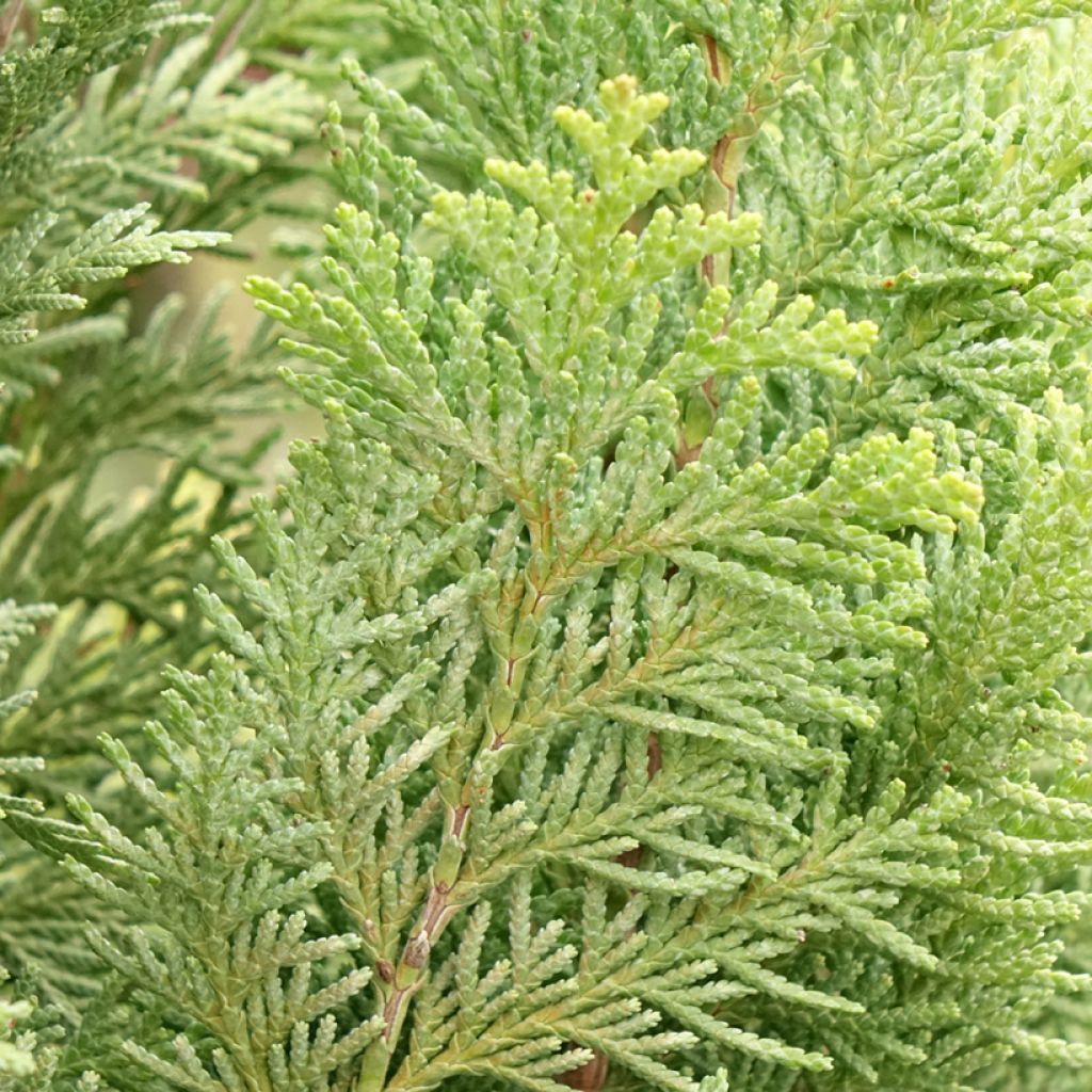 Chamaecyparis lawsoniana Alumigold - Cyprès de Lawson 