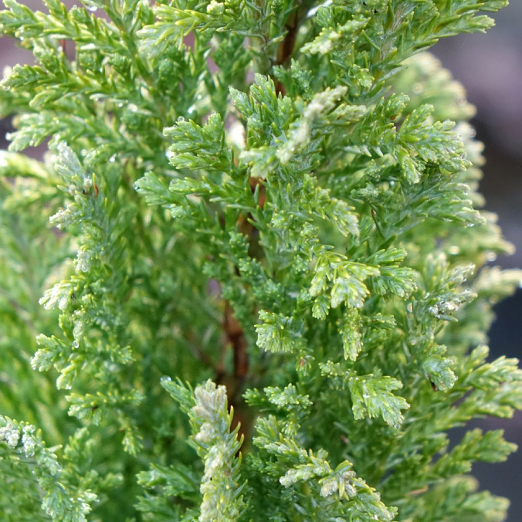 Chamaecyparis lawsoniana Ellwood's Gold -Cyprès de Lawson 