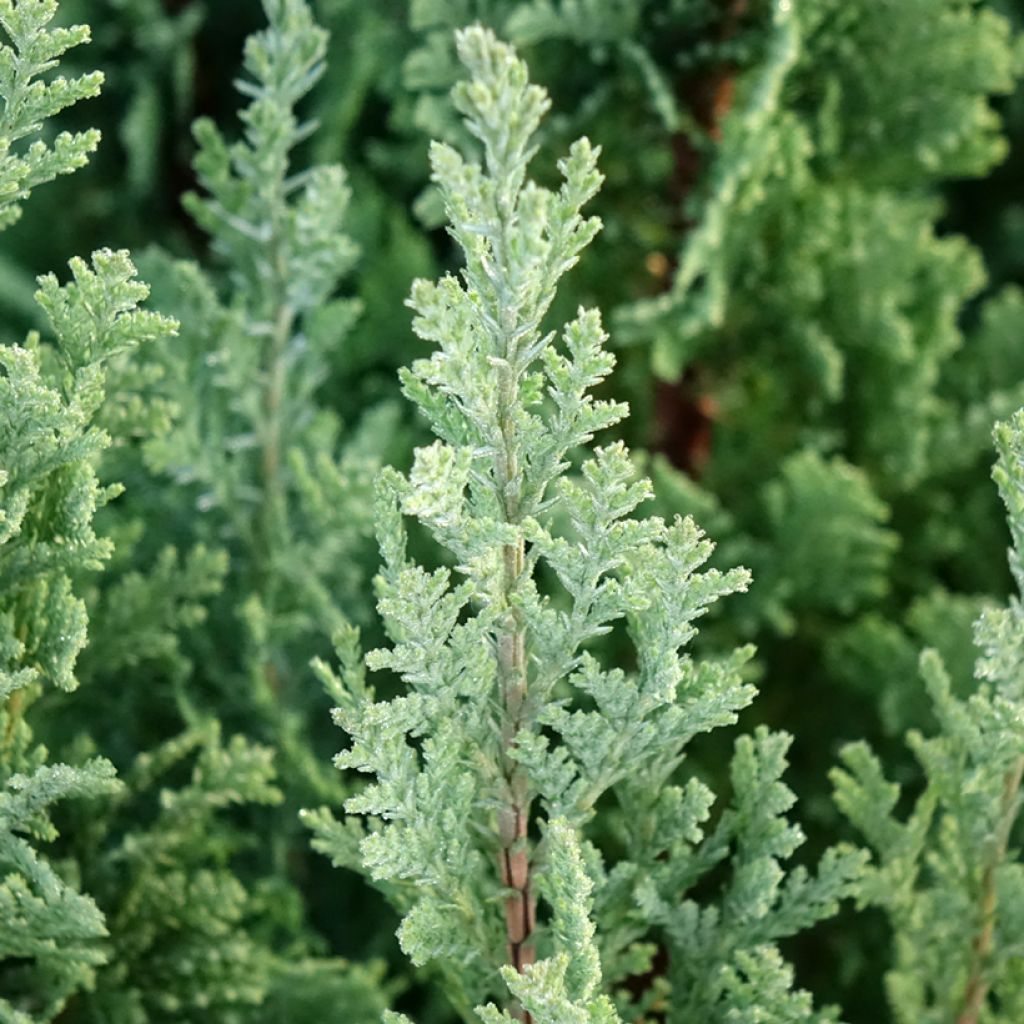 Chamaecyparis lawsoniana Elwoodii - Cyprès de Lawson 