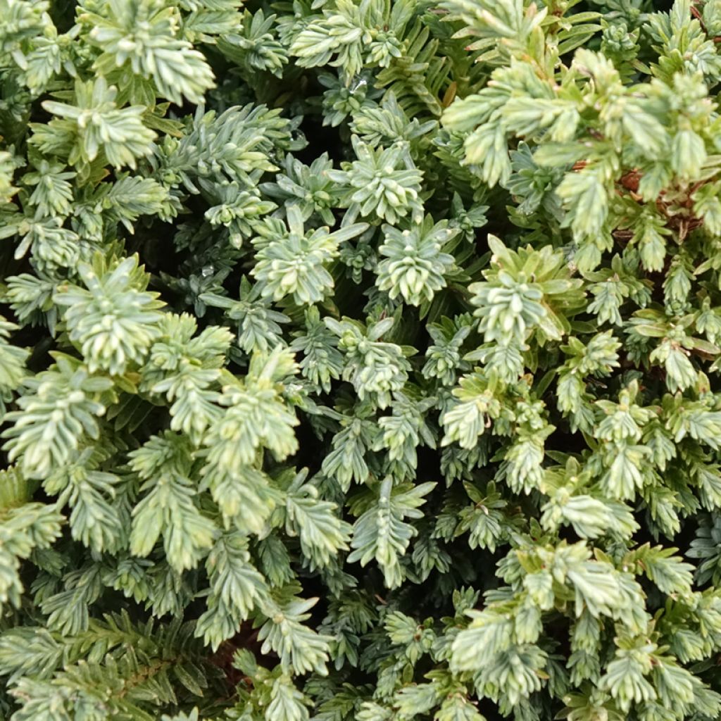 Chamaecyparis lawsoniana Rimpelaar - Cyprès de Lawson nain