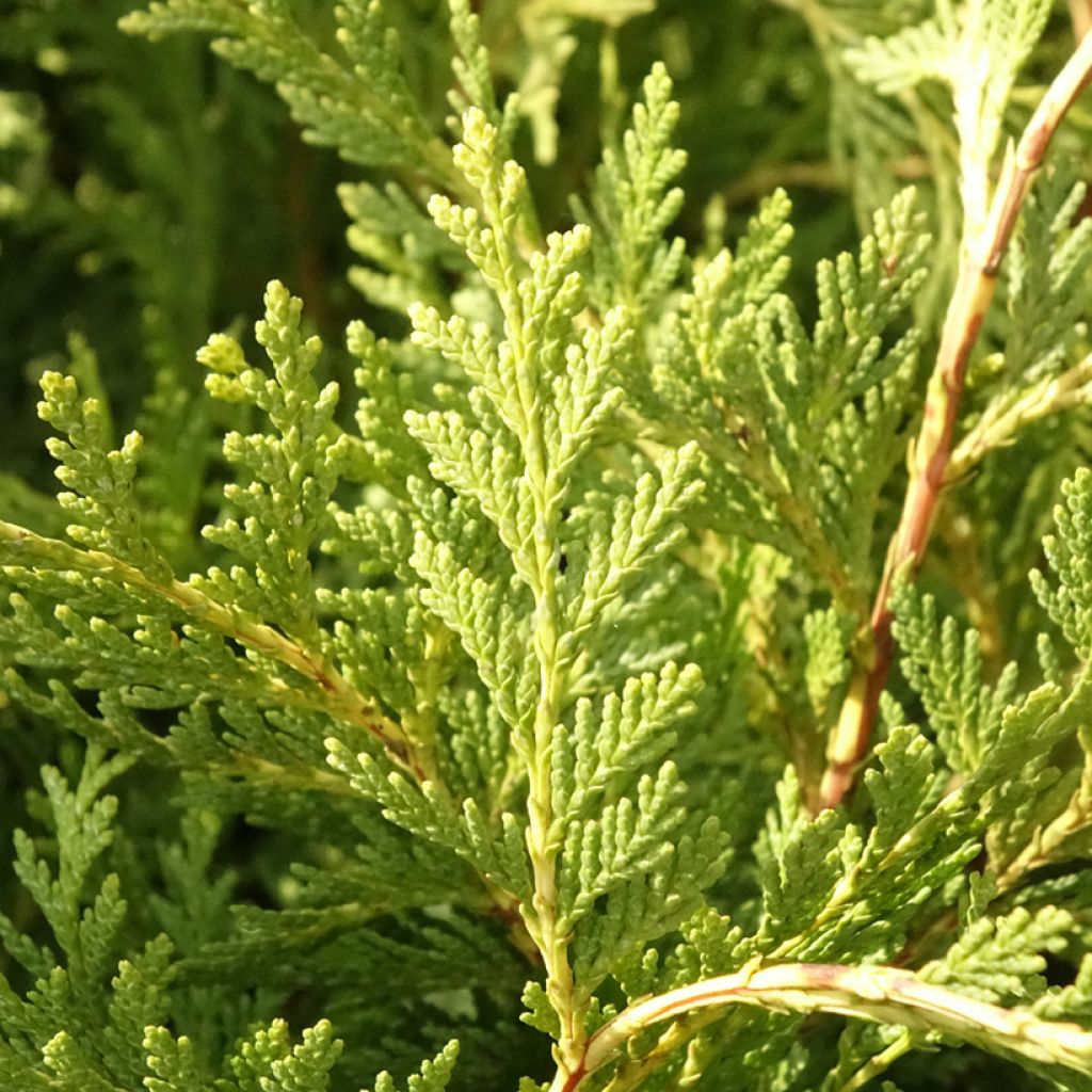 Chamaecyparis lawsoniana Sunkist - Cyprès de Lawson nain