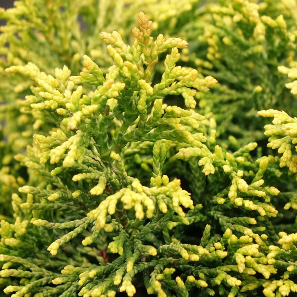 Chamaecyparis obtusa Butterball - Cyprès hinoki du Japon