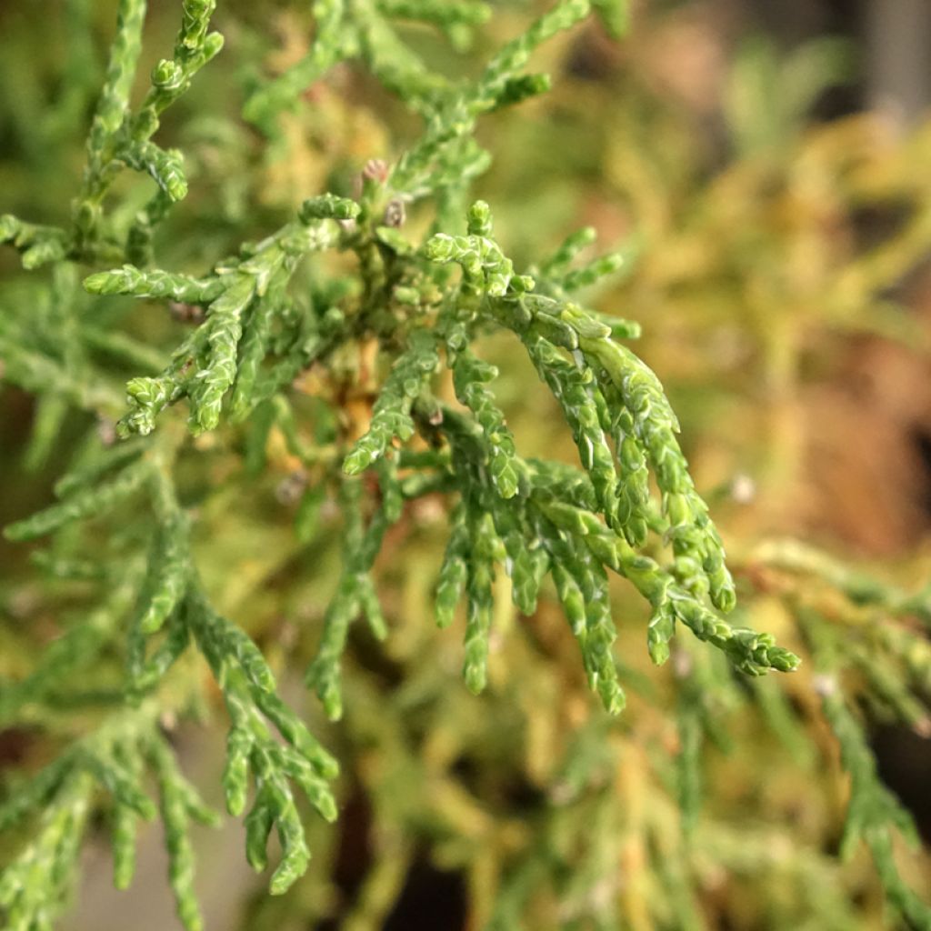 Chamaecyparis obtusa Lycopodioides - Faux cyprès hinoki du Japon