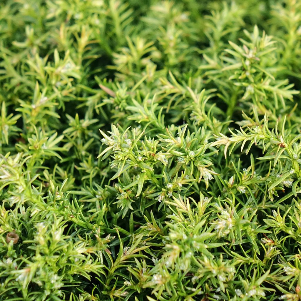 Chamaecyparis pisifera Cumulus - Cyprès Sawara