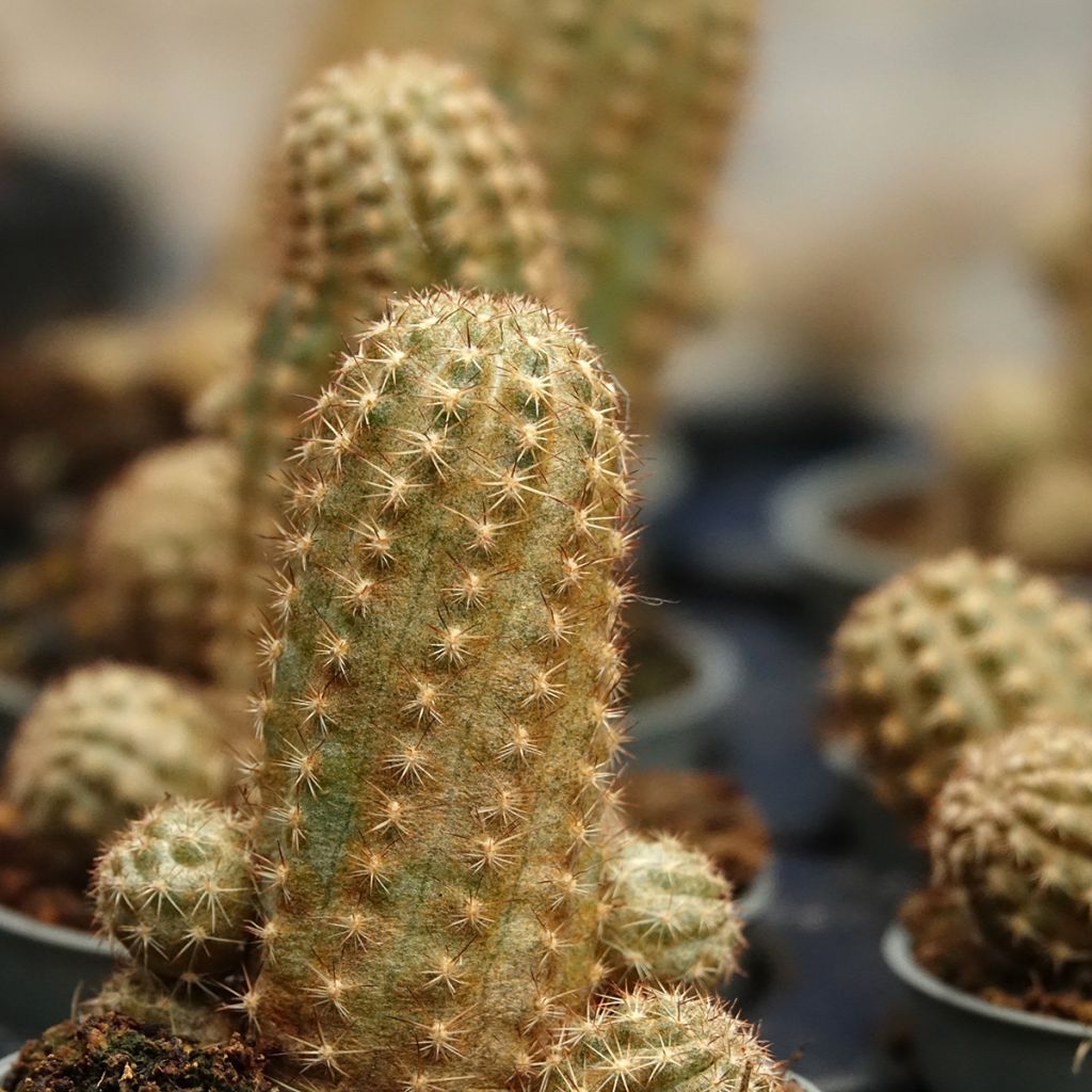 Chamaelobivia Paolinae