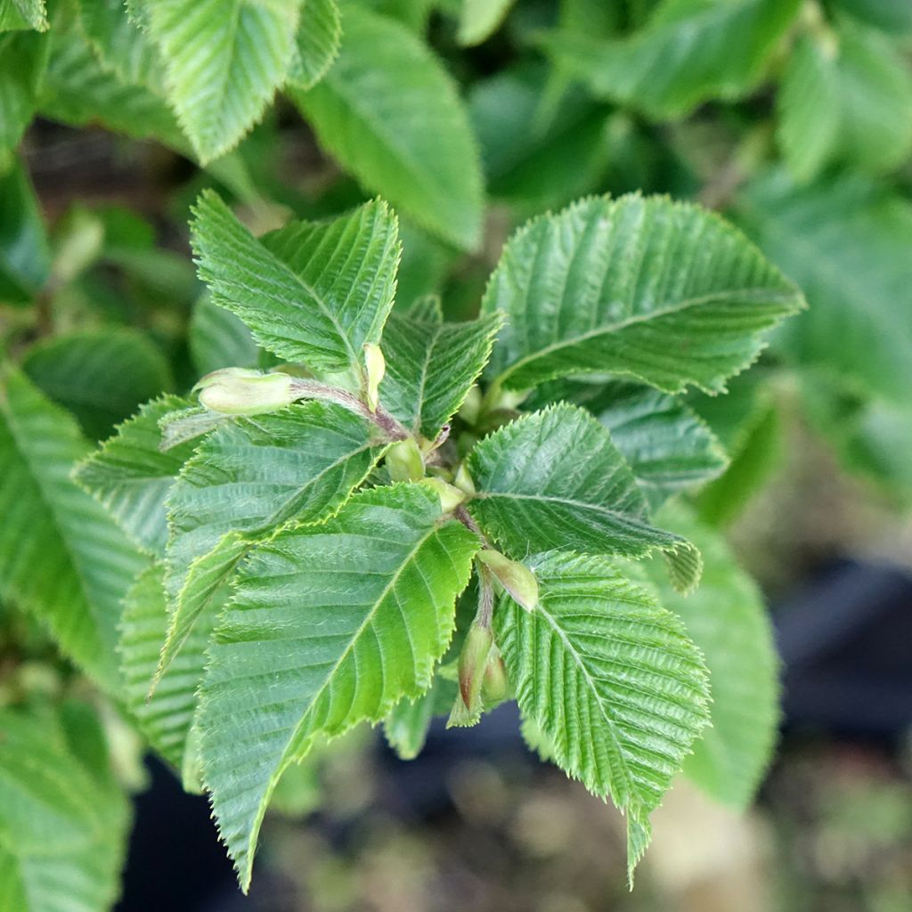 Charme houblon - Ostrya carpinifolia Marja Findling