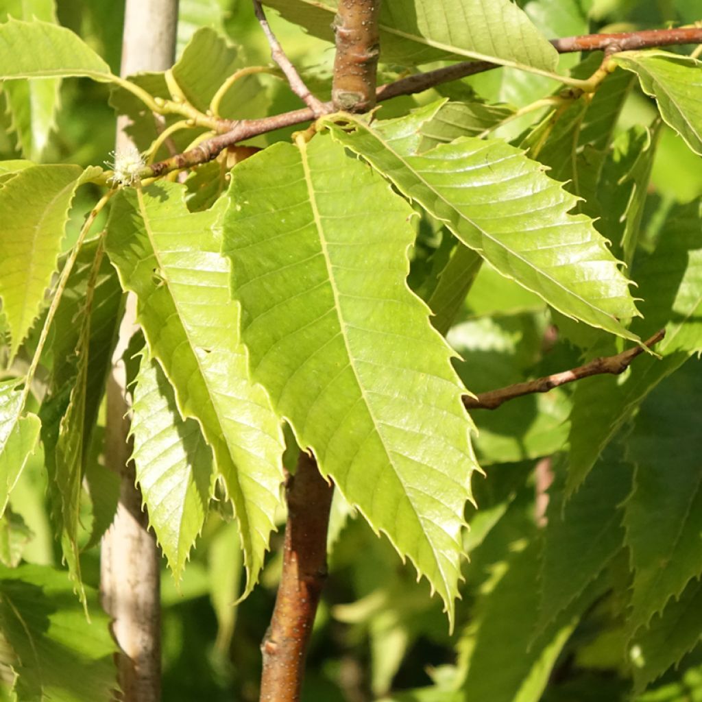 Châtaignier Marigoule - Castanea sativa