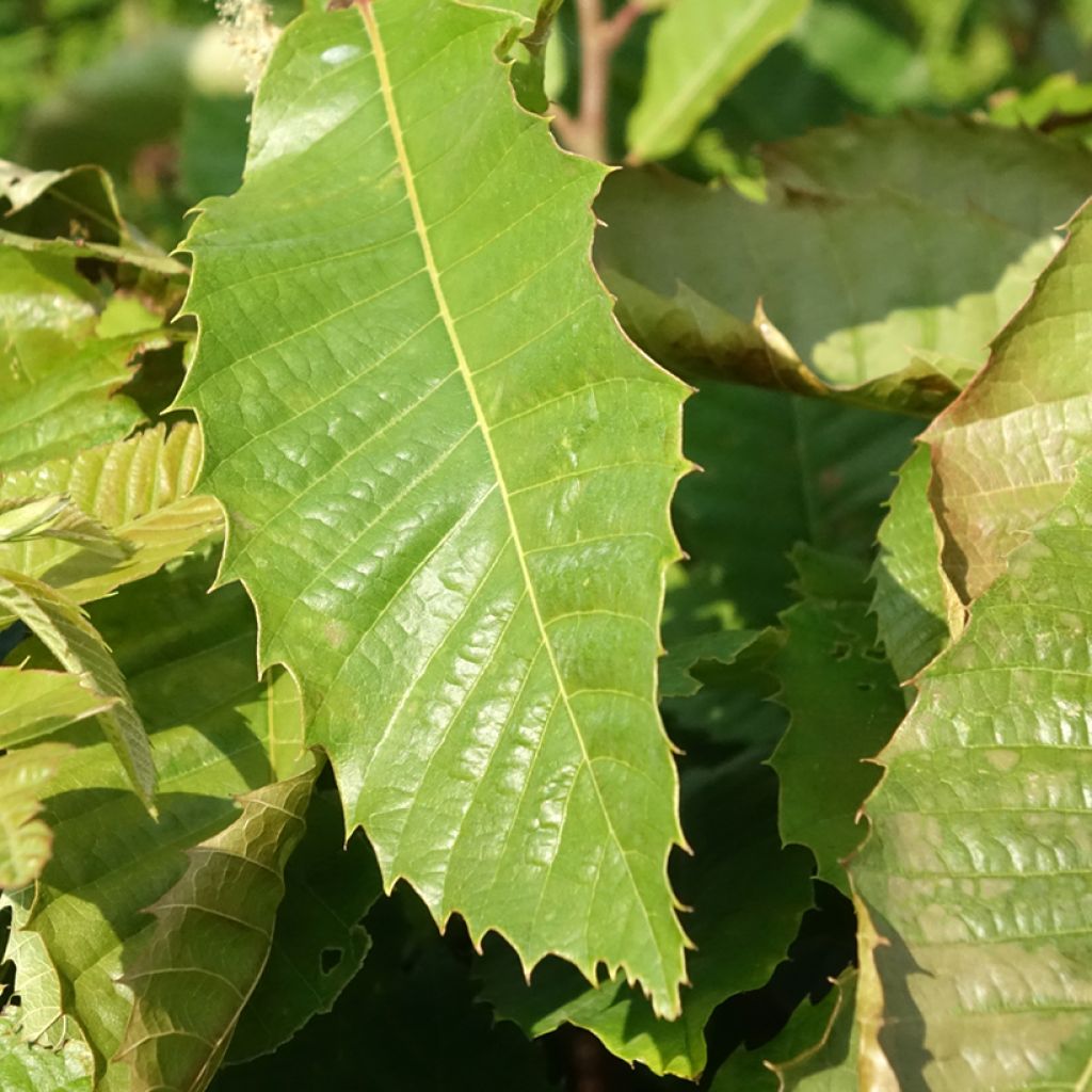 Châtaignier Marsol (In Vitro) - Castanea sativa